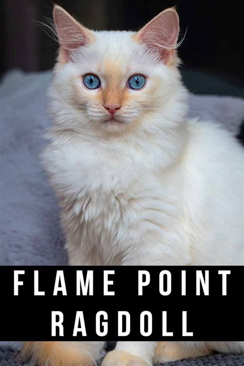 flame tipped ragdoll|More.